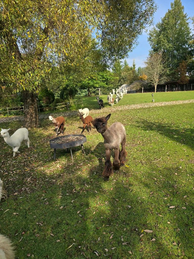 Isvyka_i_Trakus_2026_10_10_11